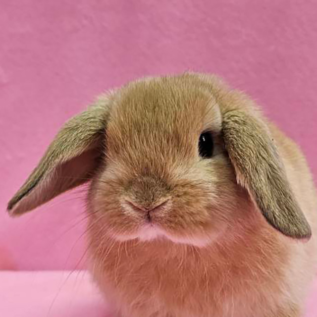 ホーランドロップ（オレンジ・男の子） R0458