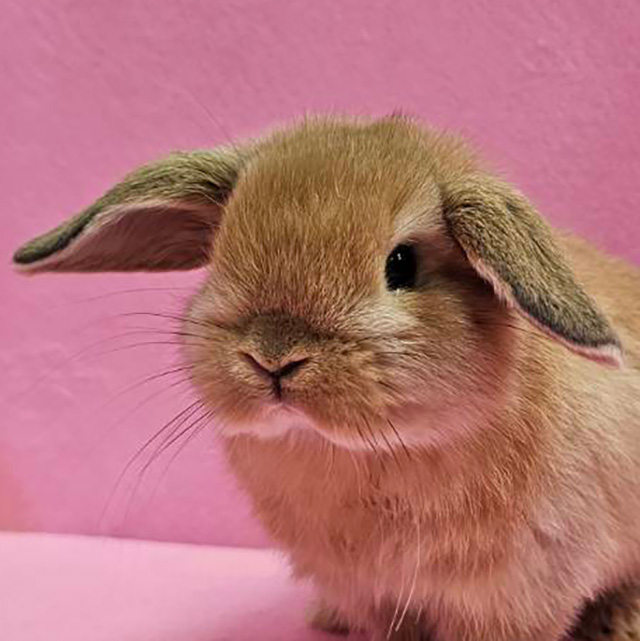 ホーランドロップ（オレンジ・女の子） R0459