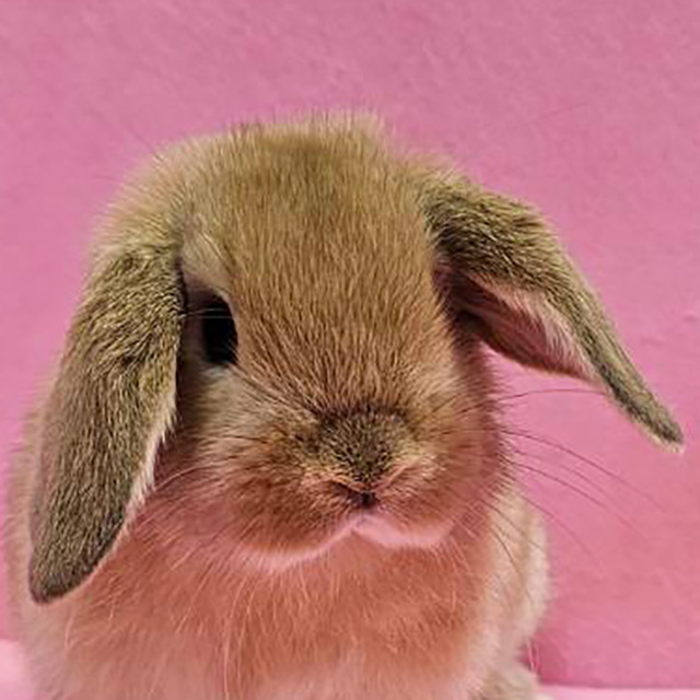 ホーランドロップ（オレンジ・男の子） R0460