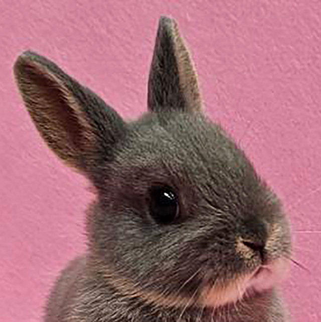 ネザーランドドワーフ（ブルーオター・女の子） R0461