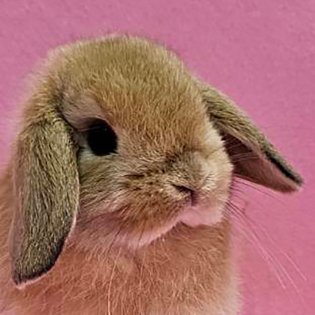 ホーランドロップ（オレンジ・男の子） R0463