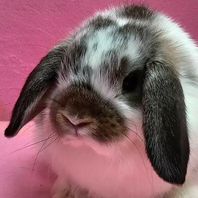 ホーランドロップ（ブロークンチェスナット・女の子） R0464