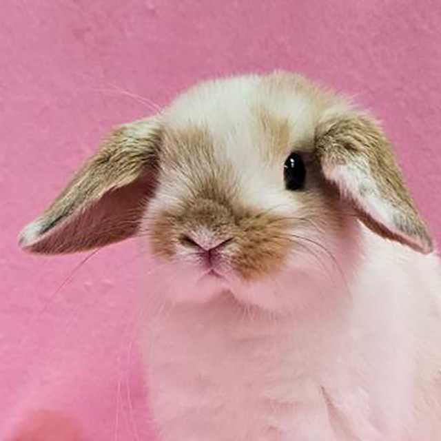 ホーランドロップ（ブロークンオレンジ・男の子） R0465