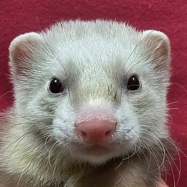 マーシャルフェレット（シナモン・男の子）F0701