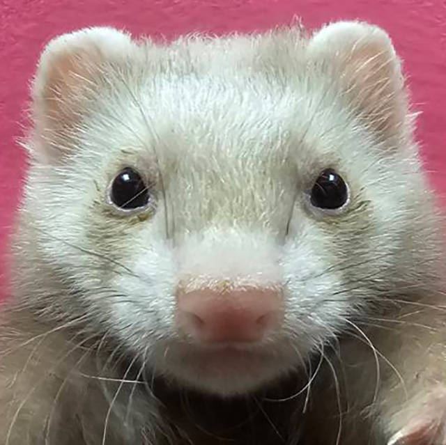 マーシャルフェレット（シナモン・男の子）F0719