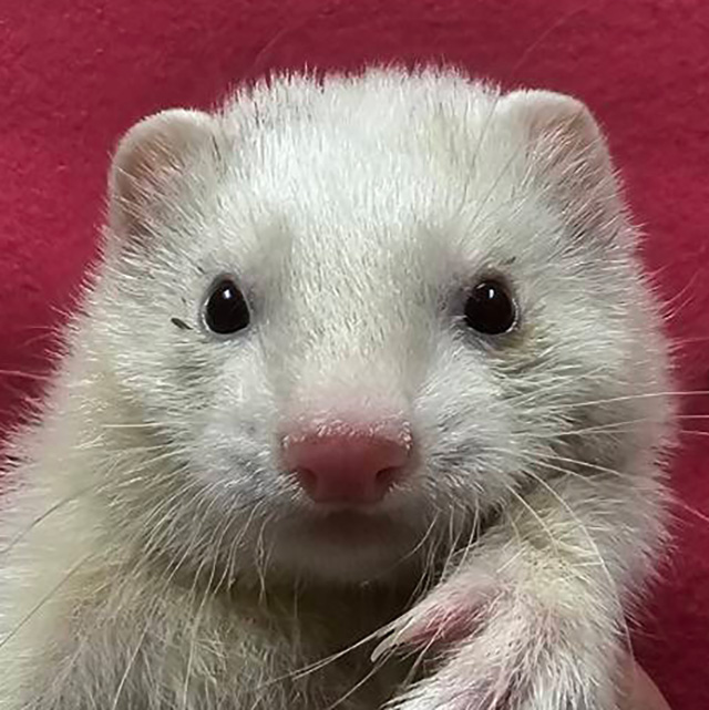 マーシャルフェレット（プラチナ・男の子）F0722