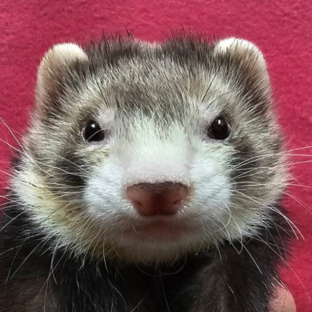 マーシャルフェレット（セーブルミット・男の子）F0761