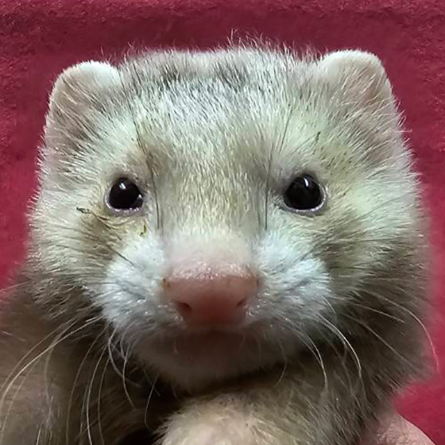 マーシャルフェレット（シナモン・男の子）F0763