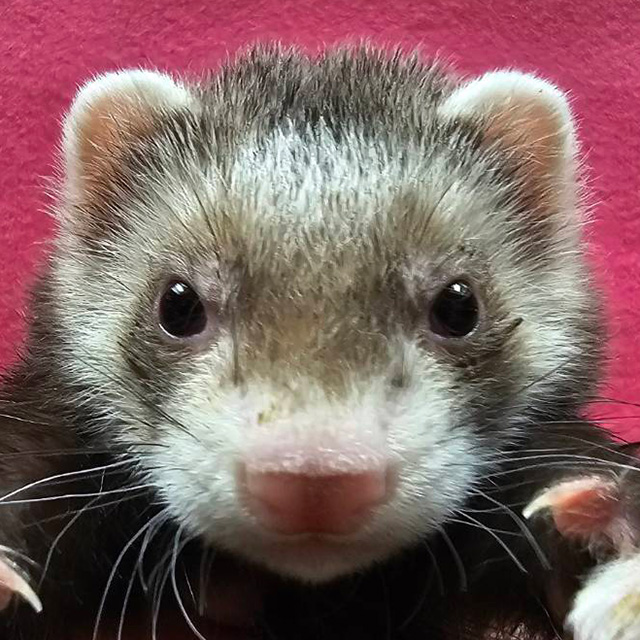 マーシャルフェレット（バターミット・男の子）F0764