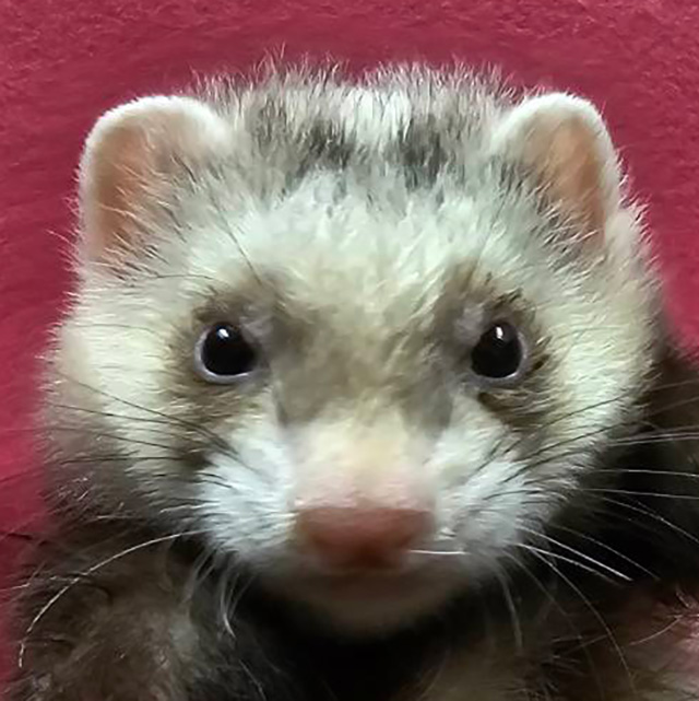 マーシャルフェレット（バタースコッチ・男の子）F0762