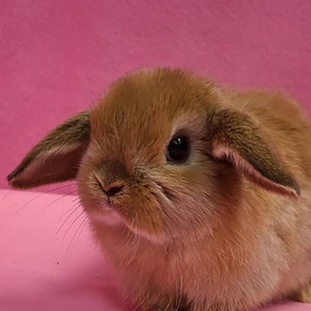 ホーランドロップ（オレンジ・女の子） R0368