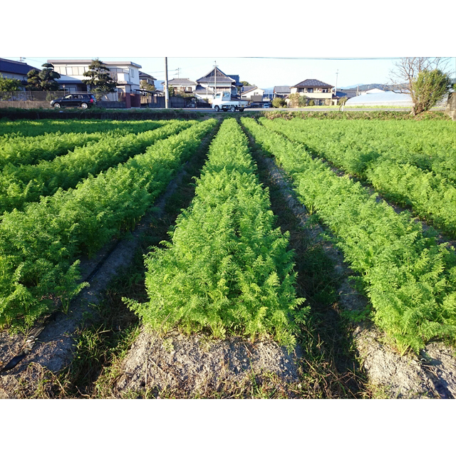 【店舗販売】無農薬 有機にんじんの葉っぱ 100ｇ