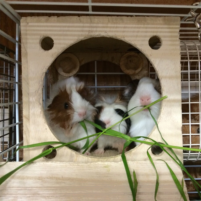 キューブハウス