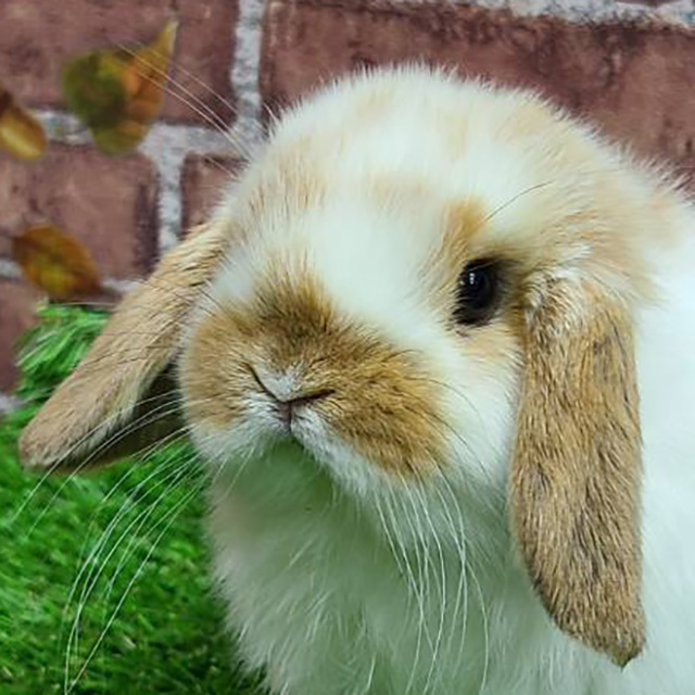 ホーランドロップ（ブロークンオレンジ・男の子） R0378