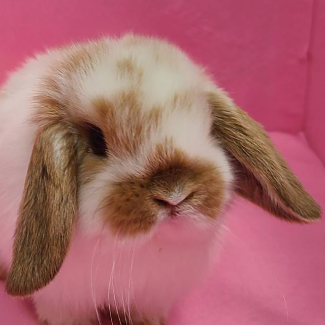 ARBA血統書付き純血うさぎの販売