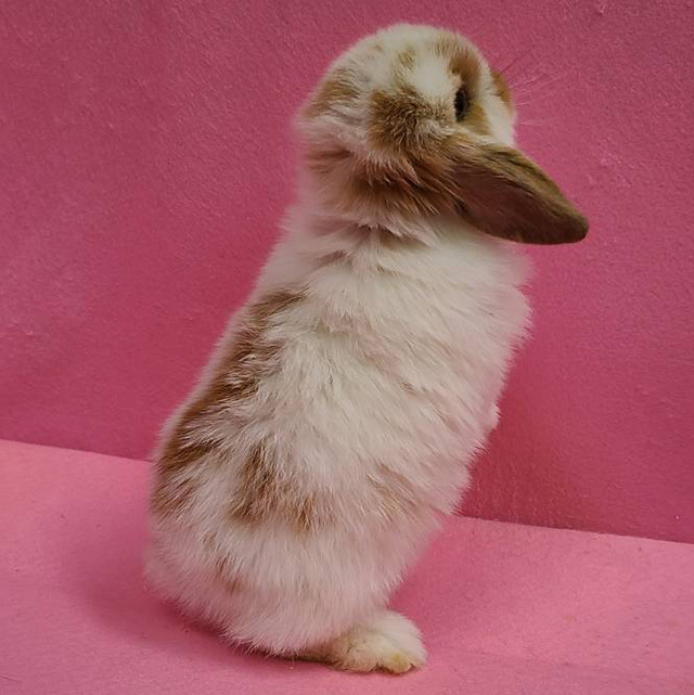 ホーランドロップ（ブロークンオレンジ・男の子） R0378