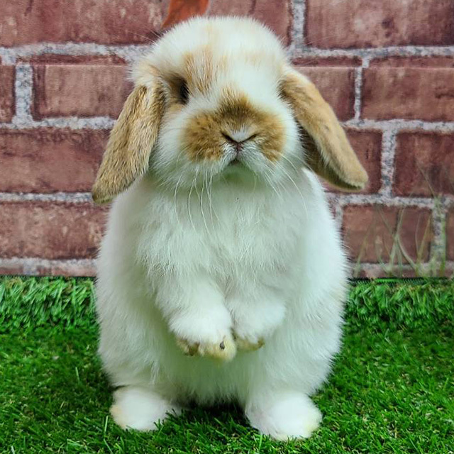 ARBA血統書付き純血うさぎの販売