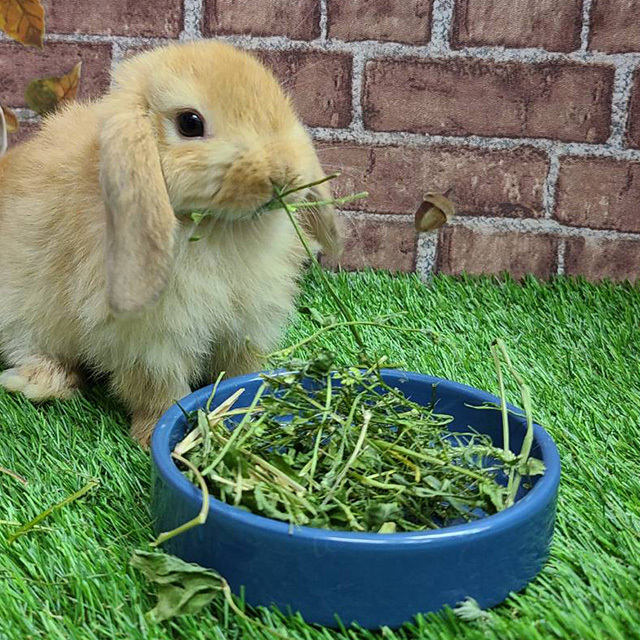 うさぎの七草　50g