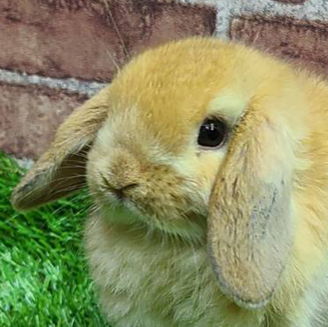 ホーランドロップ（オレンジ・女の子） R0414