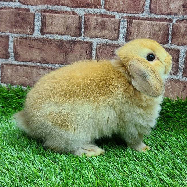 ホーランドロップ（オレンジ・女の子） R0414