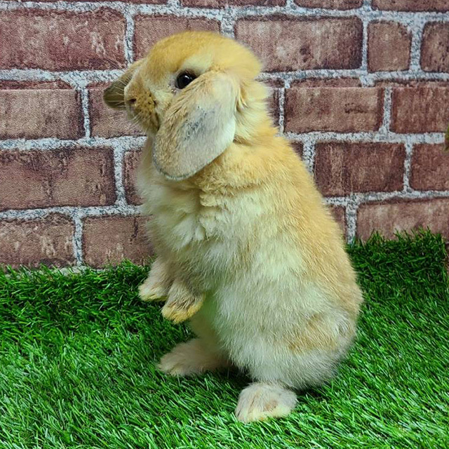 ホーランドロップ（オレンジ・女の子） R0414