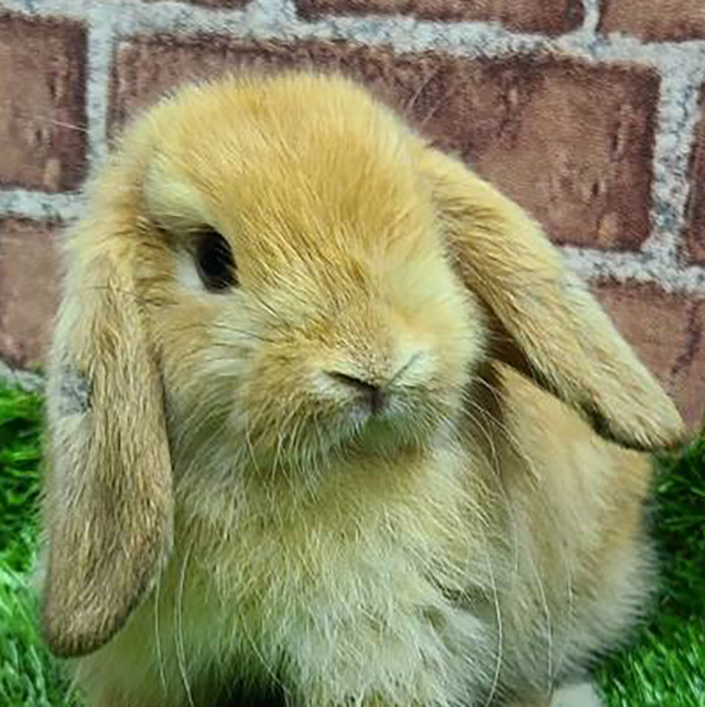 ホーランドロップ（オレンジ・女の子） R0420