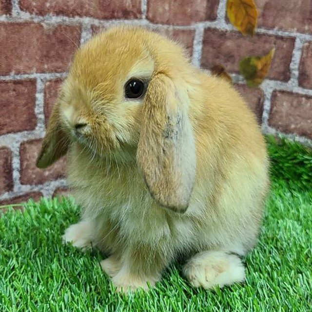 ホーランドロップ（オレンジ・女の子） R0420