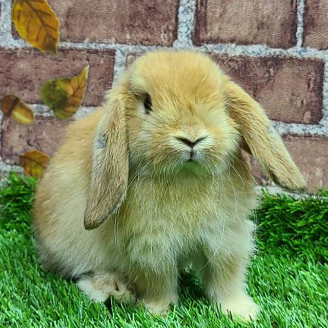 ホーランドロップ（オレンジ・女の子） R0420