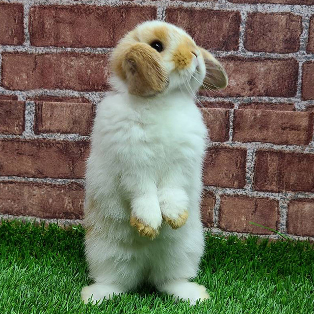 ホーランドロップ（ブロークンオレンジ・男の子） R0421