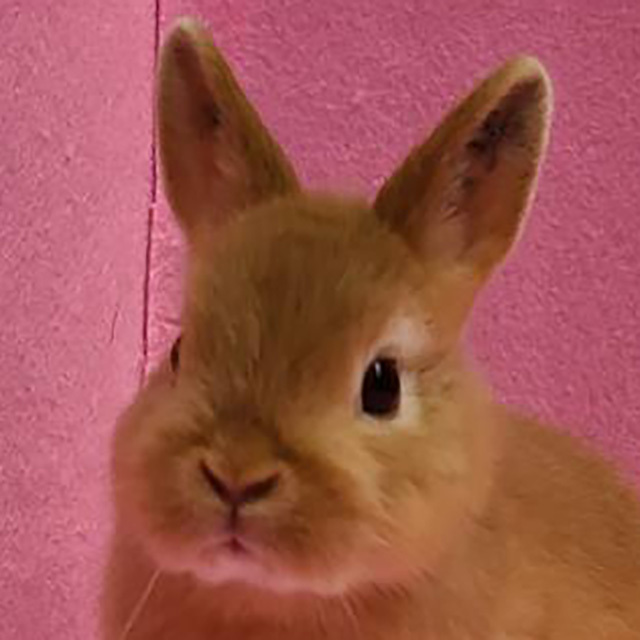 ネザーランドドワーフ（オレンジ・女の子） R0434