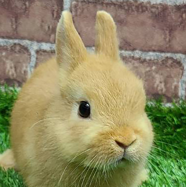 ネザーランドドワーフ（オレンジ・女の子） R0434