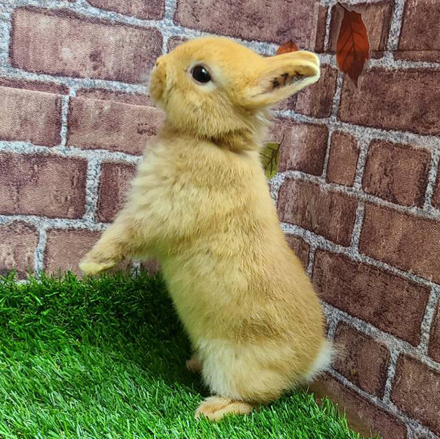 ネザーランドドワーフ（オレンジ・女の子） R0434