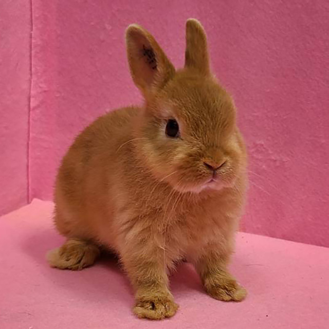 ネザーランドドワーフ（オレンジ・女の子） R0434