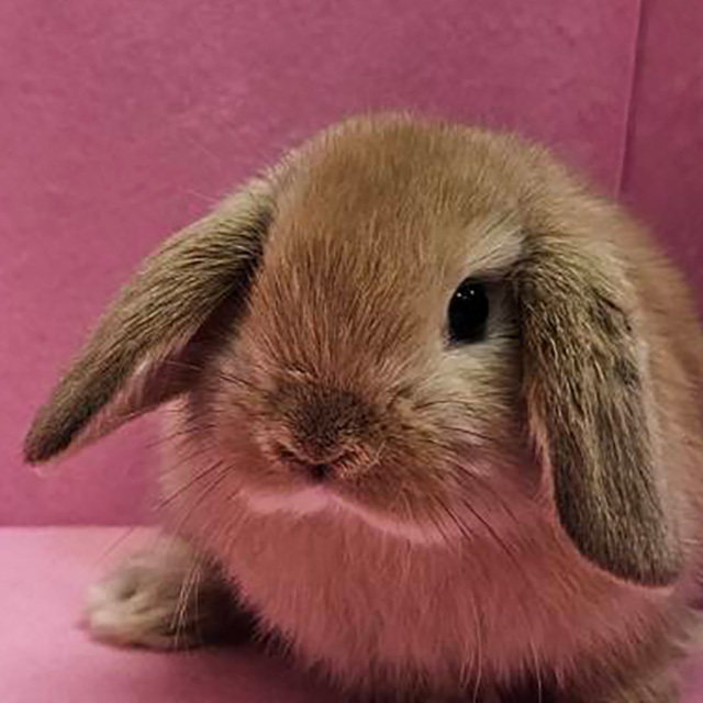 ホーランドロップ（オレンジ・女の子） R0435