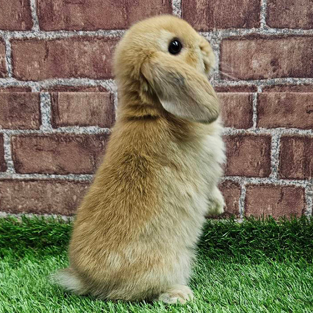 ホーランドロップ（オレンジ・女の子） R0435