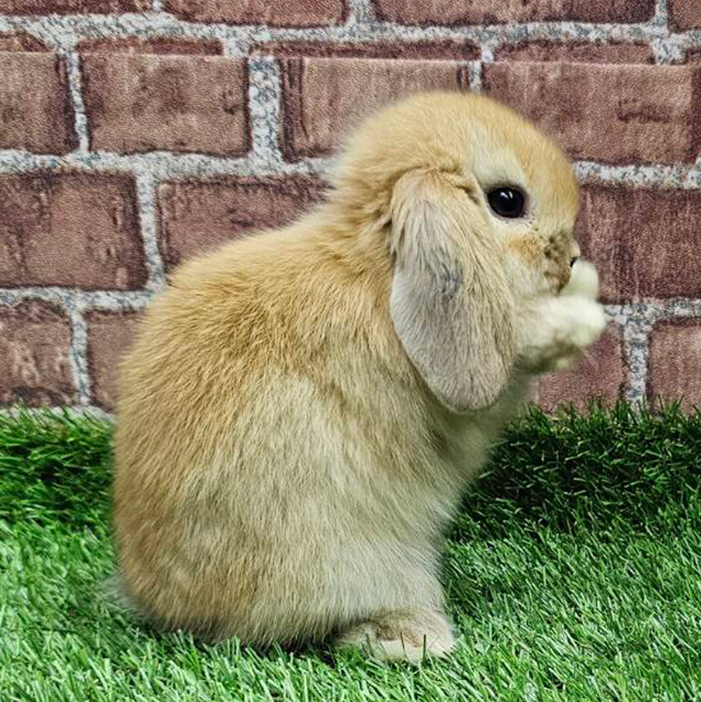 ホーランドロップ（オレンジ・女の子） R0435