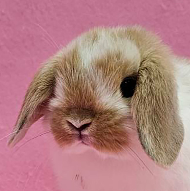 ホーランドロップ（ブロークンオレンジ・男の子） R0436