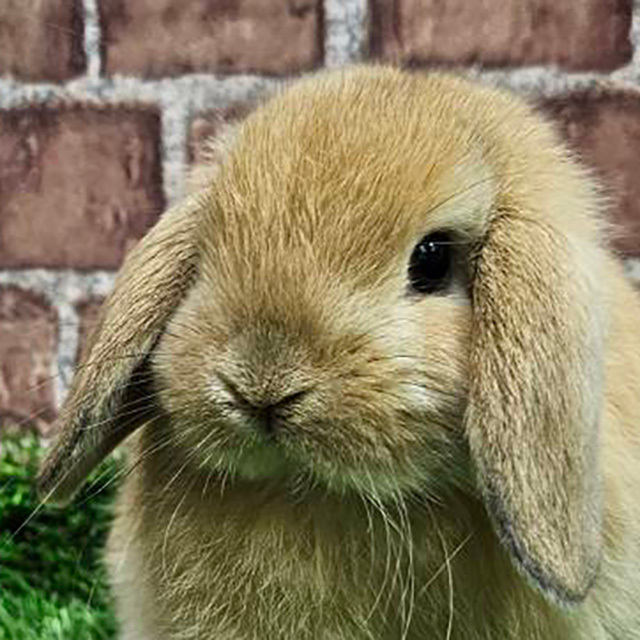 ホーランドロップ（オレンジ・男の子） R0437