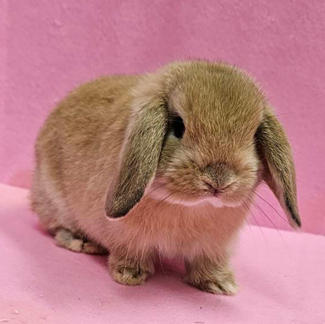 ホーランドロップ（オレンジ・男の子） R0437