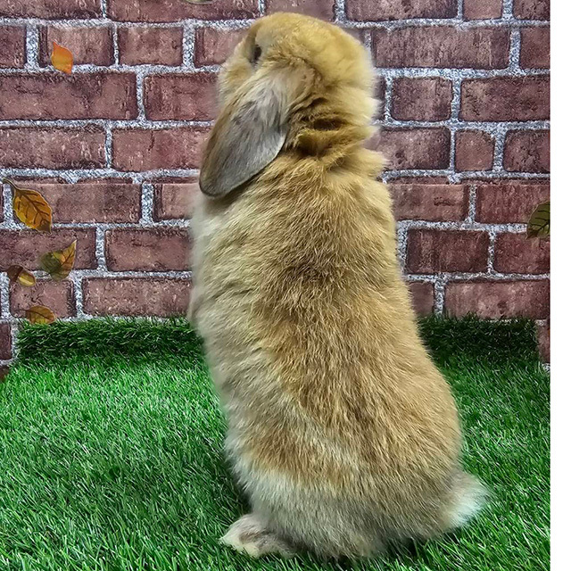 ホーランドロップ（オレンジ・男の子） R0437