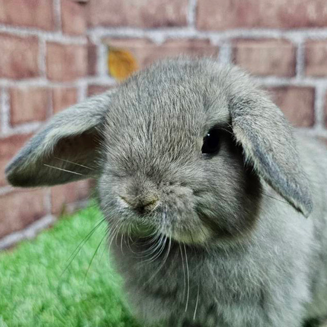 ホーランドロップ（オパール・女の子） R0439