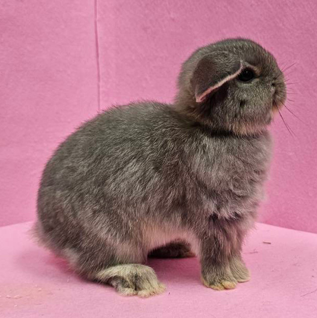 ホーランドロップ（オパール・女の子） R0439