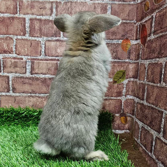 ホーランドロップ（オパール・女の子） R0439