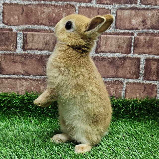 ネザーランドドワーフ（オレンジ・男の子） R0440