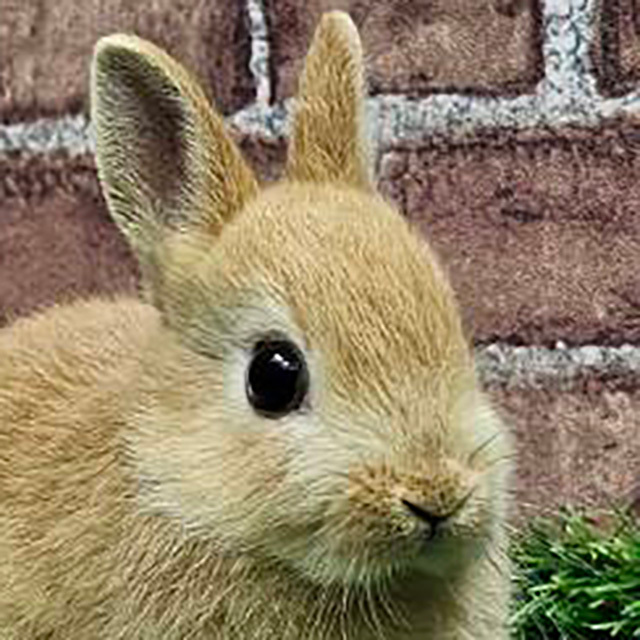 ネザーランドドワーフ（オレンジ・男の子） R0440