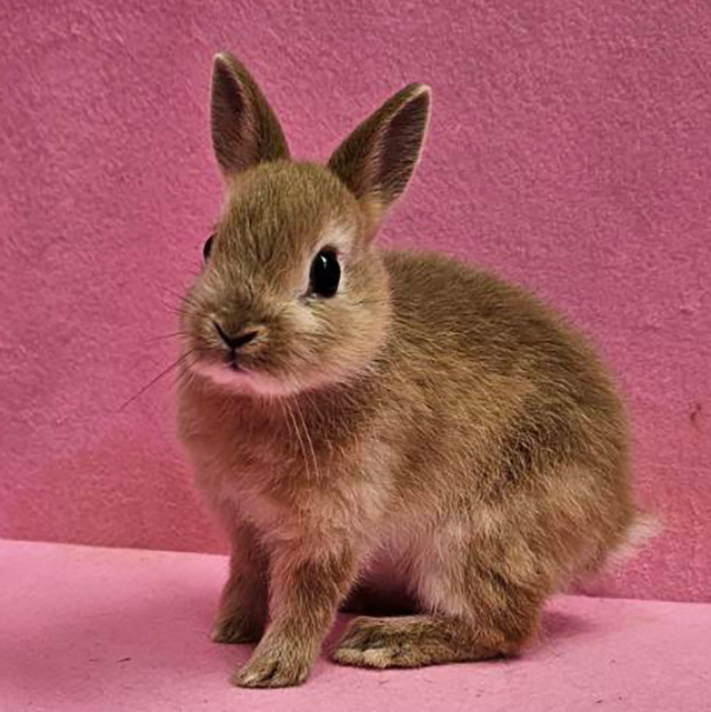 ネザーランドドワーフ（オレンジ・男の子） R0440