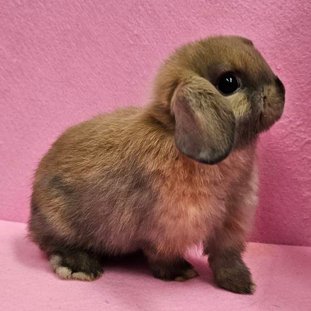 ホーランドロップ（トートイズシェル・女の子） R0441