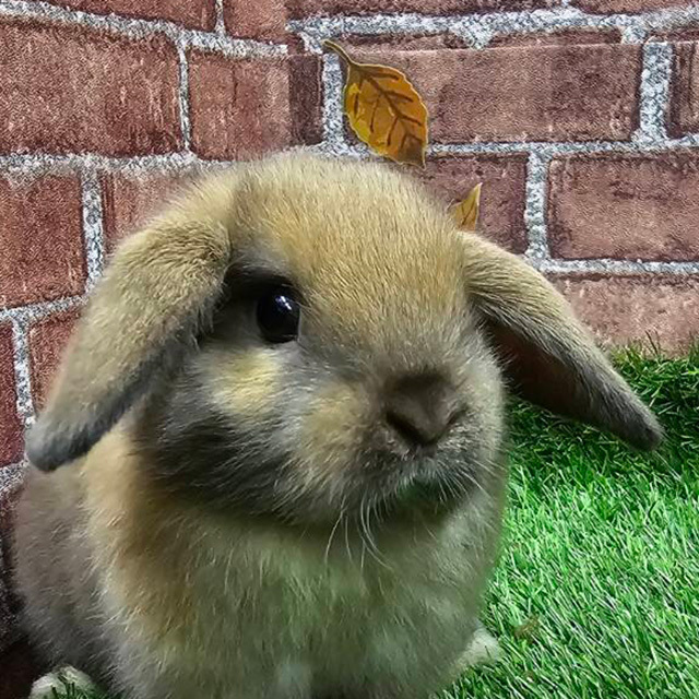 ホーランドロップ（トートイズシェル・女の子） R0441