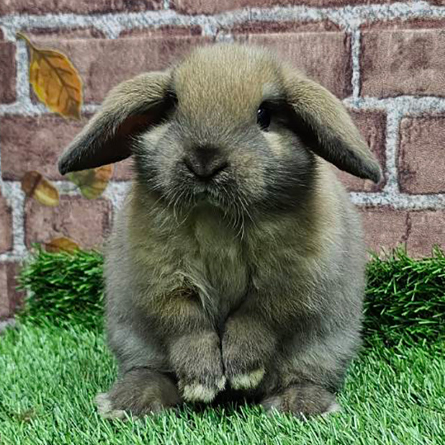 ホーランドロップ（トートイズシェル・女の子） R0441