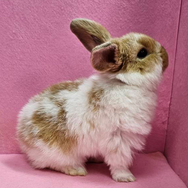 ホーランドロップ（ブロークンオレンジ・女の子） R0442